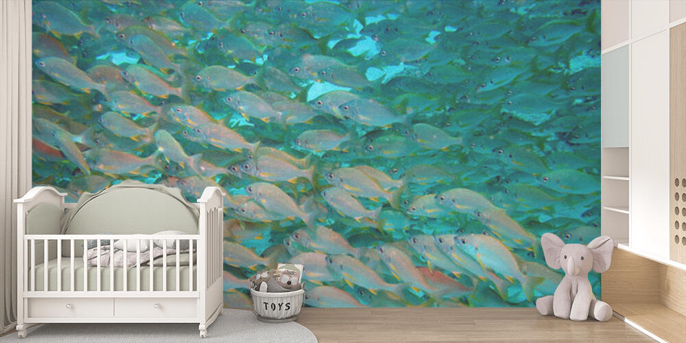 Fish shoal, Bambini