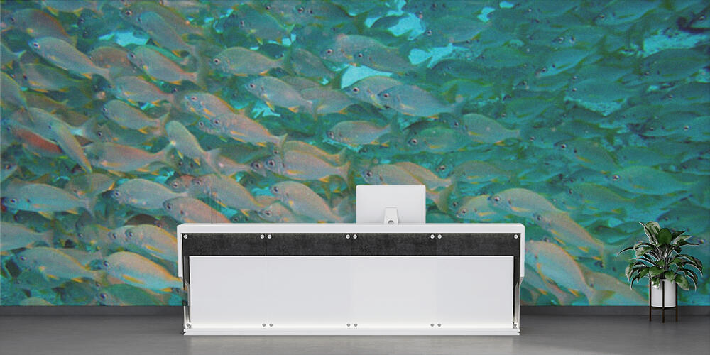 Fish shoal, Reception